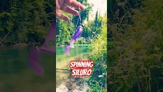 Pesca spinning al siluro  #shorts #pescaspinning #spinning #siluro #reelfishing #viralreels