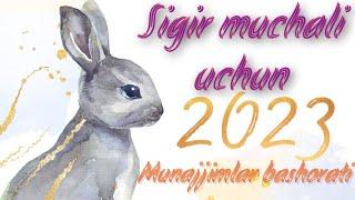 Sigir muchali uchun Munajjimlar bashorati #2023