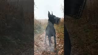 Эдит Чихуахуа и Доберман/Просто видео! #dogs #рекомендации #edit  #shorts