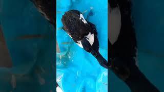 apareamiento de patos
