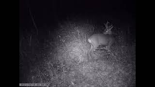 Buck surrounded by howling wolves