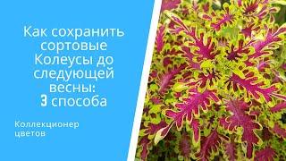 Как сохранить сортовые Колеусы до следующей весны на примере 11 сортов