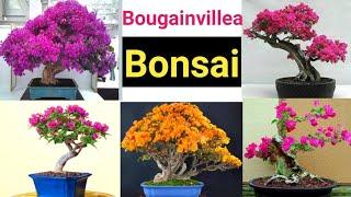 Bougainvillea Bonsai || Pooja's Garden