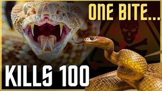 THIS Is The Most Venomous Snake In The World!