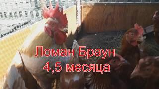 Ломан Браун 4,5 месяца // куры несушки