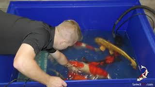 October Koi Harvest 2019