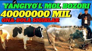 YANGIYOʻL MOL BOZORIDA ONA -BOLA SIGIRLAR NARXLARI 40 MIL 