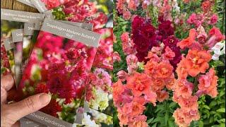 Grow-A-Long Live (15 September 2024) Snapdragons (Antirrhinum majus)