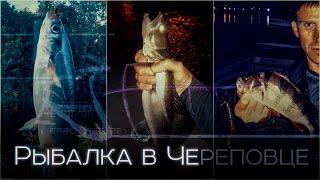 street fishing | окунь в жару | рыбалка в Череповце