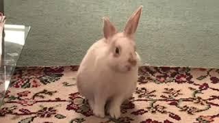 Young rabbit becoming a loaf of bread