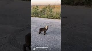 I want to pet a Hyena #hyena #africa #kruger #safari #krugernationalpark #wildlife #cuteanimals