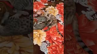 cat with kids @katlover #cat