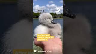 Little sick baby swan was abandoned by his family.