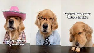 Dog Reads News And Weather | Funny