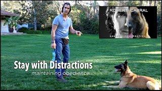 Teach Your Dog to  STAY - Robert Cabral Dog Training Video #5