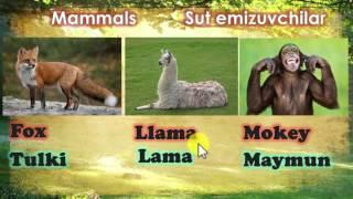 Learning Uzbek language :Animals names