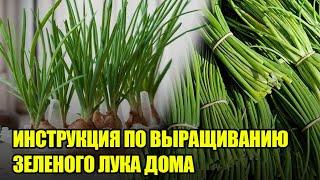 Выращивание ЗЕЛЕНОГО ЛУКА Без Земли На Подоконнике Дома / Две Недели И Сочная Зелень На Вашем Столе