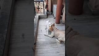 #lovelydogs #dogsofinstagram #doglife #love #doggybestfriend   please subscribe to my channel 