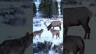 Winter's Siege The Wolf Pack's Hunt 1