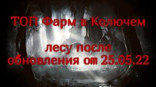 Фарм спота Колючий лес после обновы. 300++кк в час. Black desert online