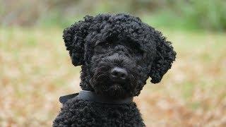 Nemo - Portuguese Water Dog - 4 Weeks Residential Dog Training