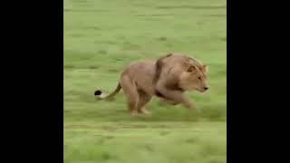 when lion attack on bear grylls#shorts