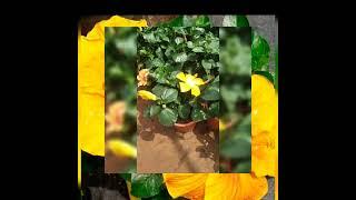 plants garden Kongorpilly. Aluva 8891444844