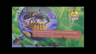 Understanding the Impact of Pesticides on Pollinators | The Pest Dude