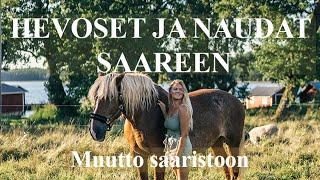 Hevoset ja naudat saareen | Muutto saaristoon