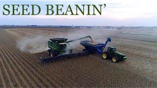 Seed Bean Harvest | ROW CROP HEAD EXPLAINED!