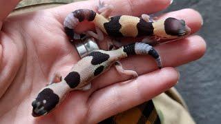 Feeding and reviewing baby geckos. Fat-tailed African gecko Hemiteconyx