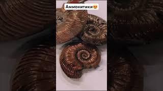 Аммониты. Просто красиво #аммонит #палеонтология #красиво