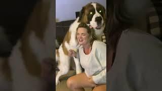 Saint Bernard's Hilarious Humping Moment You Won’t Believe!   #shorts  #dogshorts #funnydogvideo