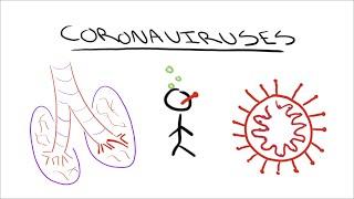 How do Coronaviruses work?