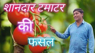 शानदार टमाटर की फसल ll टमाटर की फसल ll #farming #youtube #farmer #tomato