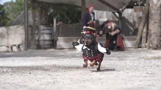 Crusoe Dreams of Pirates - Cute Dog Video Pirate Costume!