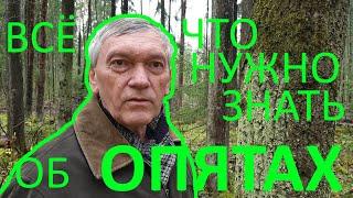 Опять ОПЯТА! Всё, что нужно знать об этих грибах.