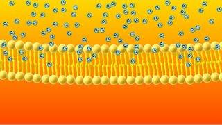 Diffusion Animation!