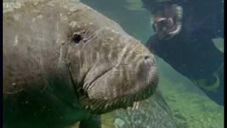 Attenborough: Bad Breath From the Gentle Sea Cow -  Life of Mammals - BBC