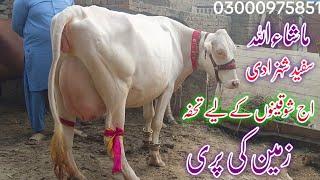 frezin cros cow for sale in punjab pakistan سفید پری براۓ فروخت14 November 2024