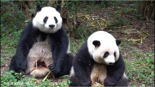 6.21一早上都在吃，花叶都给吃晕笋了吃完笋两姐妹趴趴睡，太难得了～