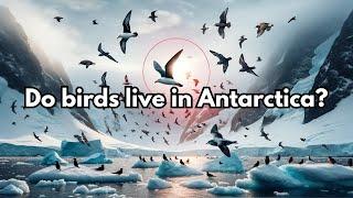 Are there birds in Antarctica?