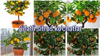 ISHONARLI SITRUS KUCHATLAR SOTUVDA LIMON.APILSIN.MANDARIN.KUMKUVAT.KIVI.MUTAXASSIS MASLAXATLARI.