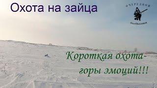 Охота на зайца. Морозный день.