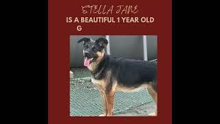 Meet our adoptable pup of the week, Stella Jane. ️  #rescuefosteradopt