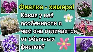 Фиалка - химера! Особенности размножения химеры! Чем она отличается от обычной фиалки?