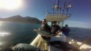 Longfin Tuna in the Deep - Cape Town, South Africa