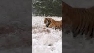 Siberian Tiger: Who's the BIG Boss?