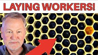 Beekeeping: How To Discover & FIX Laying Workers