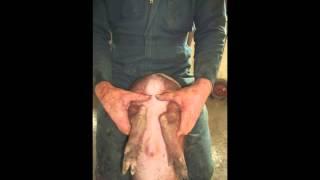 Piglet Processing